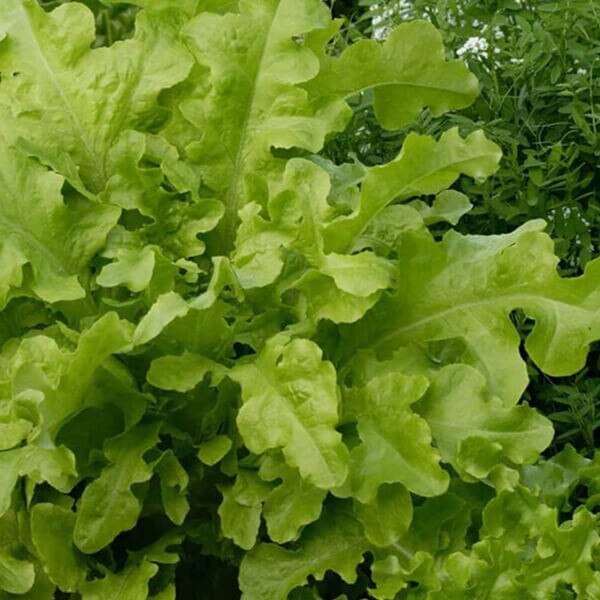 West Coast Seeds Loose Leaf Lettuce